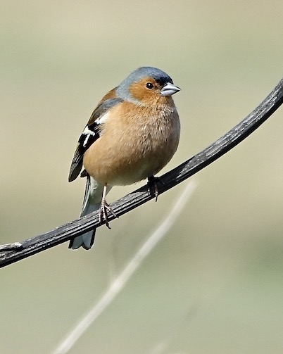 chaffinch